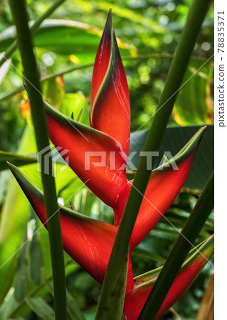 Heliconia Bihai Red Palulu Flower 78835371