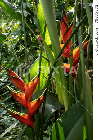 Heliconia Bihai Macaw Flowers 78835372