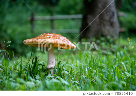 Mushrooms that grow naturally in the forest 78835410