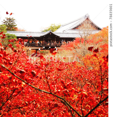 [Kyoto] Tsuten Bridge and autumn leaves in late autumn 78835601