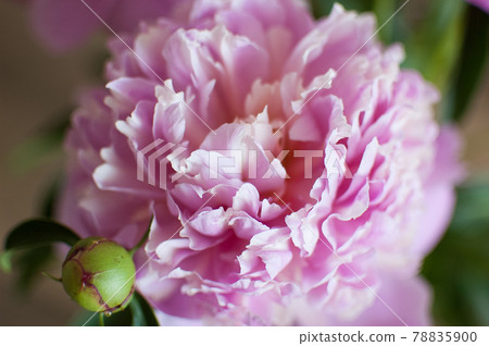 Close up of bouquet of fresh pink peonies, seasonal concept Close up of bouquet of fresh pink peonies, seasonal concept 78835900