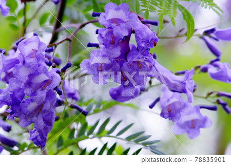 Jacaranda Flower-Hamanako Garden Park Jacaranda Flower-Hamanako Garden Park 78835901