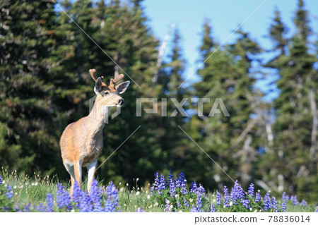 Roosevelt elk in meadow at Olympic national park 78836014