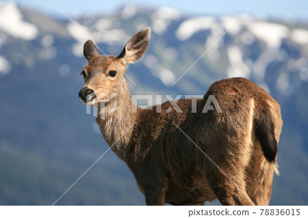 Deer with olympic mountain national park Deer with olympic mountain national park 78836015