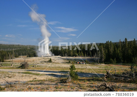 old Faithful Geyser Eruption at spring, Yellowstone old Faithful Geyser Eruption at spring, Yellowstone 78836019