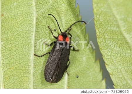 Creatures, insects, lucidina biplagi, early summer. Appears in mountain forests. I can hardly see my head Creatures, insects, lucidina biplagi, early summer. Appears in mountain forests. I can hardly see my head 78836055