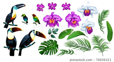 Big set of tropical 1 Big set of tropical 1 78836321