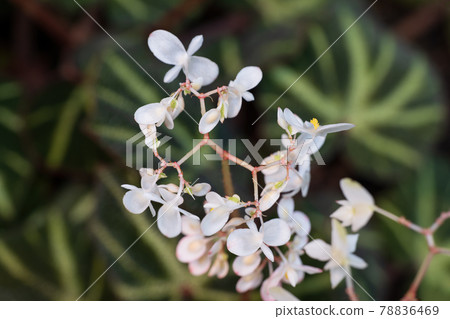 Sun-changing Begonia White Flowers 78836469