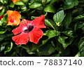 The Flower have Leaf to be background 78837140