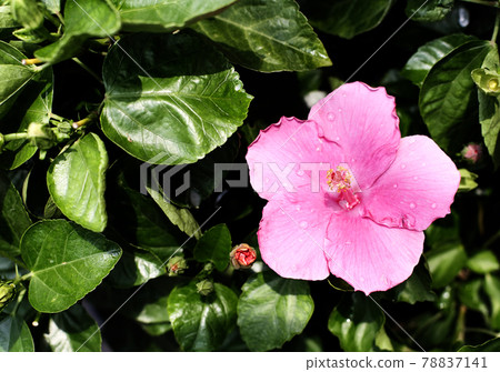 The Flower have Leaf to be background 78837141