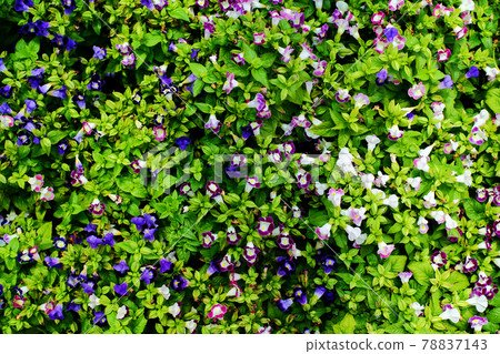 The Flower have Leaf to be background 78837143