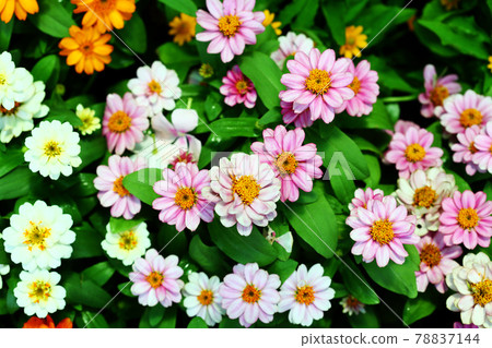 The Flower have Leaf to be background The Flower have Leaf to be background 78837144