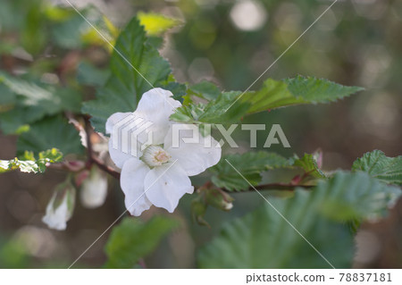 與美麗的白花的春天野花 與美麗的白花的春天野花 78837181