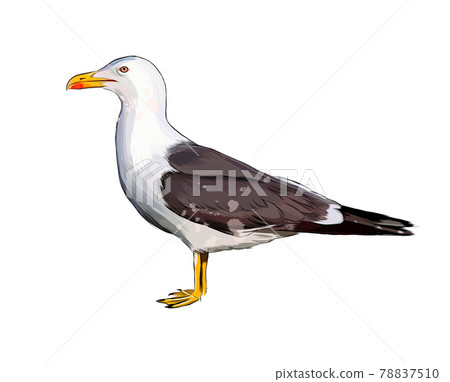 Seagull from a splash of watercolor, colored drawing, realistic 78837510