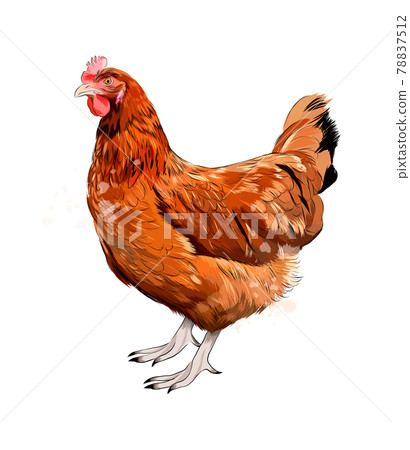 Brown hen, chicken from a splash of watercolor, colored drawing, realistic 78837512