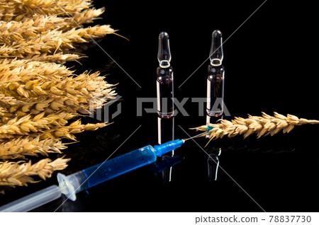 Wheat and grain tests for GMOs. Genetically modified foods. The harm of herbicides and pesticides on the human body. A syringe with a chemical substance and ampoules lie on a table with ears of wheat. Wheat and grain tests for GMOs. Genetically modified foods. The harm of herbicides and pesticides on the human body. A syringe with a chemical substance and ampoules lie on a table with ears of wheat. 78837730