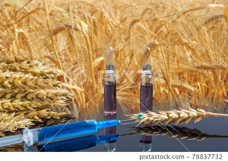 A syringe with a chemical substance and ampoules lie on a table with ears of wheat. Wheat and grain tests for GMO. Genetically modified product. The harm of herbicides and pesticides on the human body 78837732