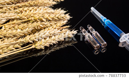 A syringe with a chemical substance and ampoules lie on a table with ears of wheat. Wheat and grain tests for GMOs. Genetically modified foods. The harm of herbicides and pesticides on the human body. 78837733