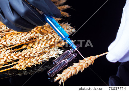 A lab technician holds a syringe with a chemical in his hands and tests wheat and grains for GMO. Genetically modified products. The harm of herbicides and pesticides on on human organism. 78837734