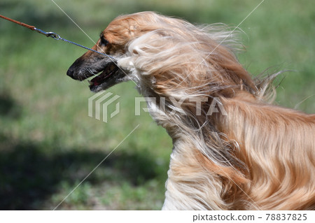 Afghan greyhound, or Afghan - hunting breed of dogs 78837825