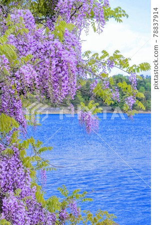 Yamafuji blooming on a small island in Manno Pond, a national scenic spot [Manno Town, Nakatado District, Kagawa Prefecture] 78837914