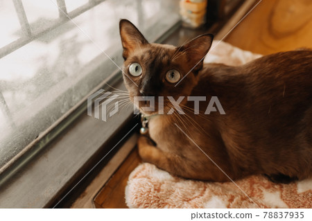 Cat is looking at the camera while relax at the windows. 78837935