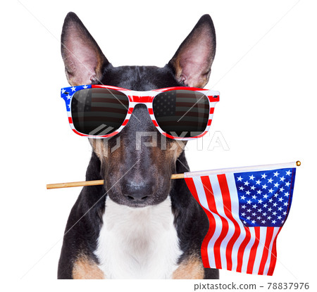 independence day 4th of july dog independence day 4th of july dog 78837976
