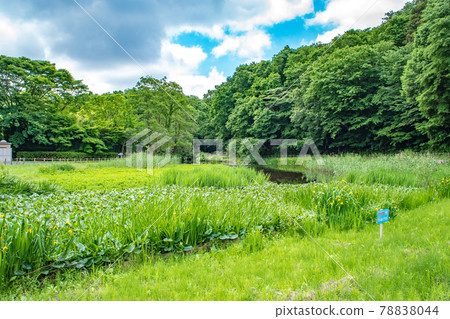Omachi Park with abundant greenery near Ichikawa City Zoo and Botanical Garden in Omachi, Ichikawa City, Chiba Prefecture 78838044