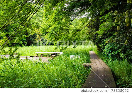 千葉縣市川市大町市川市動植物園附近綠樹成蔭的大町公園 千葉縣市川市大町市川市動植物園附近綠樹成蔭的大町公園 78838062