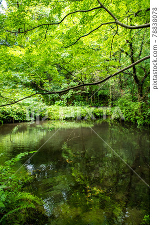 Omachi Park with abundant greenery near Ichikawa City Zoo and Botanical Garden in Omachi, Ichikawa City, Chiba Prefecture 78838078