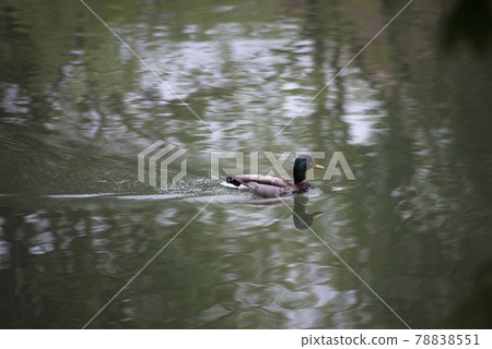 Portrait of duck swimming in the water 78838551