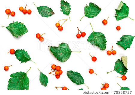 Maple leaf autumn. Green leafs, dry leaves, orange fruits Rowans isolated on white background - Nature pattern. Flat lay, top view, square. Maple leaf autumn. Green leafs, dry leaves, orange fruits Rowans isolated on white background - Nature pattern. Flat lay, top view, square. 78838737