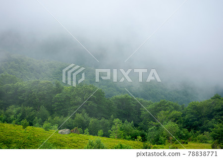 fog and mist above the forest. beautiful morning nature in mountains. landscape with clouds on the sky at sunrise. tranquil wonderland in summer 78838771