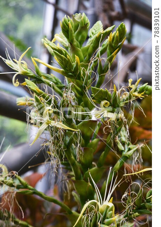 熱帶植物 帝王鳳尾花 Alcantarea Imperialis 一種每十年才開一次花的奇蹟之花。 78839101
