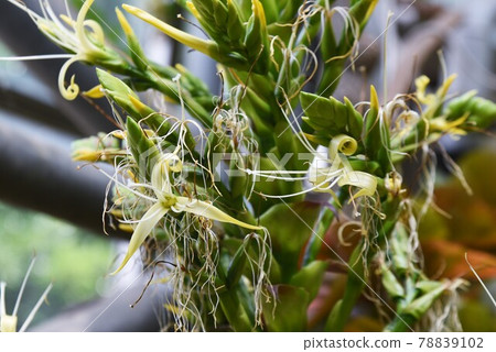 熱帶植物 帝王鳳尾花 Alcantarea Imperialis 一種每十年才開一次花的奇蹟之花。 78839102