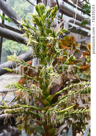 熱帶植物 帝王鳳尾花 Alcantarea Imperialis 一種每十年才開一次花的奇蹟之花。 78839103