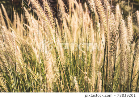 Ornamental grass field on a summer sunset 78839201