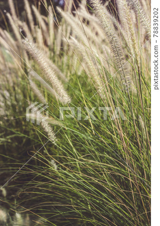 Ornamental grass field on a summer sunset Ornamental grass field on a summer sunset 78839202