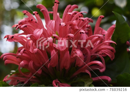 Tropical plant coral bana (coral flower) 78839216