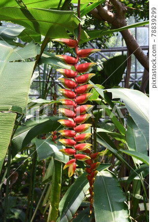 熱帶植物 Heliconia rostrata 螞蟻在花蜜上的遊行。 熱帶植物 Heliconia rostrata 螞蟻在花蜜上的遊行。 78839299