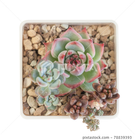 Echeveria peacockii succulent houseplants in white pot on white background, top view Echeveria peacockii succulent houseplants in white pot on white background, top view 78839393