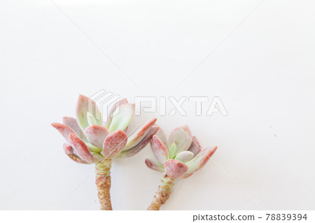 Echeveria waradii plant houseplants on white banner background with copy space 78839394