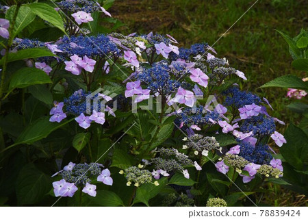 Hydrangea Season / Hydrangea Hydrangea, Hydrangea Gaku Hydrangea, Oakleaf Hydrangea 78839424