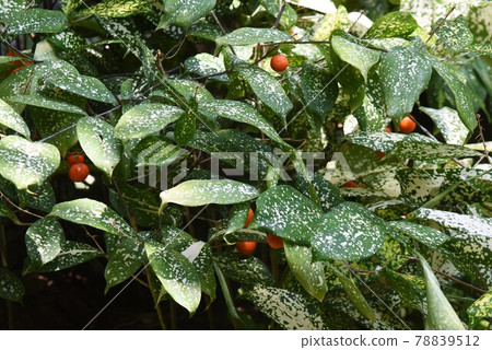 Tropical plants, Dracaena sulcrosa, Florida beauty Tropical plants, Dracaena sulcrosa, Florida beauty 78839512