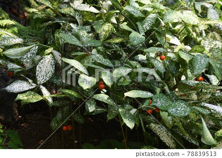Tropical plants, Dracaena sulcrosa, Florida beauty 78839513