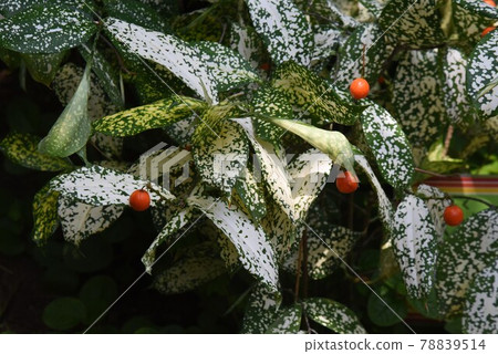 Tropical plants, Dracaena sulcrosa, Florida beauty Tropical plants, Dracaena sulcrosa, Florida beauty 78839514