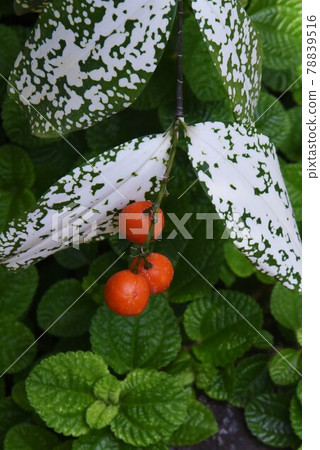 Tropical plants, Dracaena sulcrosa, Florida beauty Tropical plants, Dracaena sulcrosa, Florida beauty 78839516