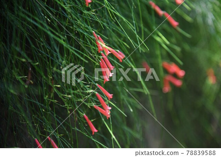 Hanachoji Lasseria 78839588