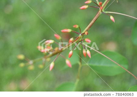 American Flower of Deigo American Flower of Deigo 78840063