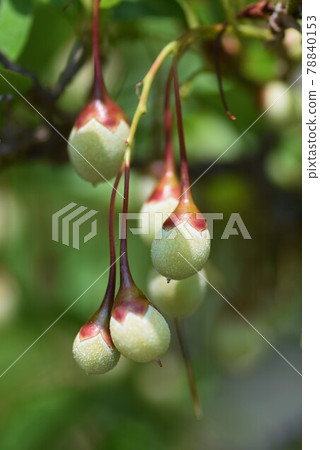 Styrax japonicum 78840153